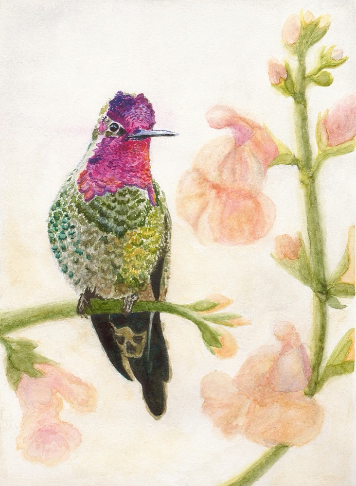 Anna's Hummingbird — watercolor