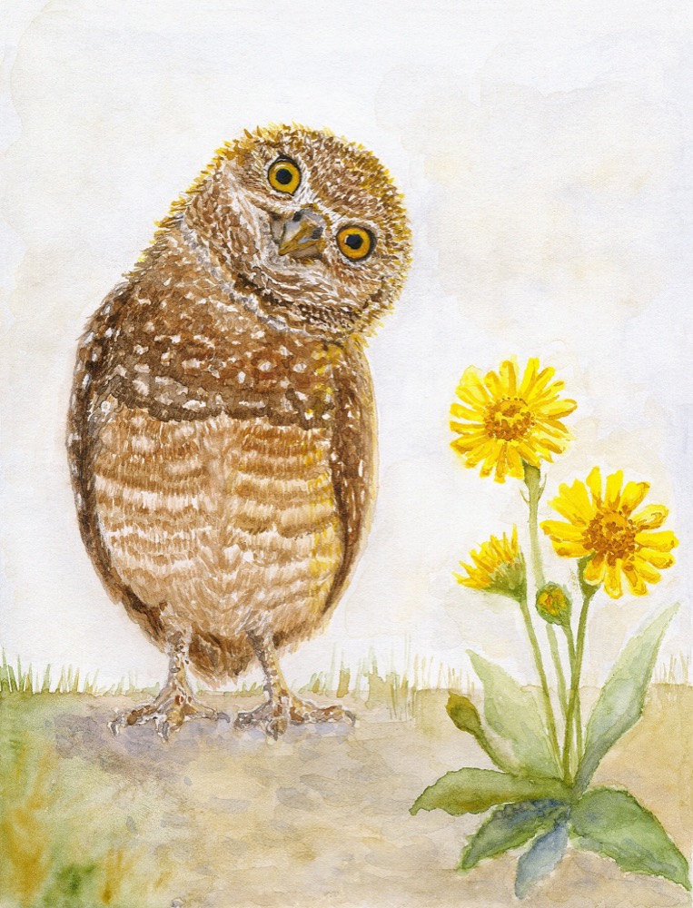 Burrowing Owl — watercolor