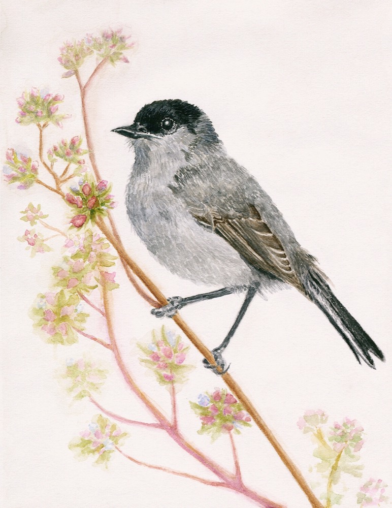 California Gnatcatcher — watercolor