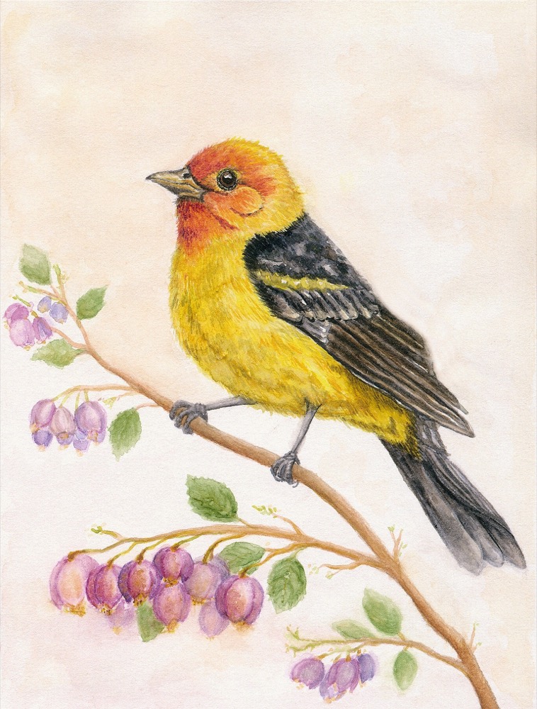 Western Tanager — watercolor